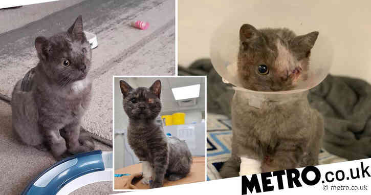 Kitten found with hole in heart and ruptured eye needs a new home