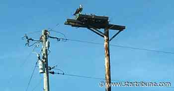 Osprey near Grey Eagle gets new nest — one that won't catch fire