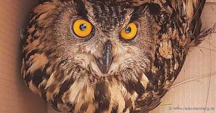 Bundespolizei rettet verletzten Uhu auf den Gleisen bei Oberhaid im Landkreis Bamberg.