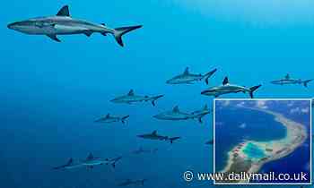 Scientists found gray reef sharks near French Polynesia nap by power surfing on currents' updrafts