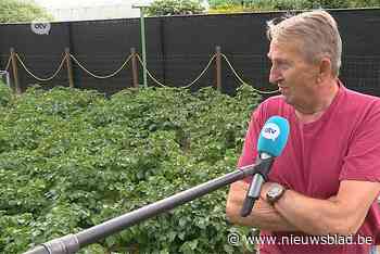 Bodemvervuiling : ‘Ik blijf mijn groenten uit de tuin eten!’