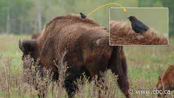 Why these birds avoid parental responsibilities by dropping their eggs into another's nest