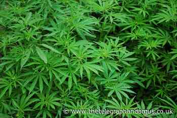 Man arrested as police bust large Holme Wood cannabis farm