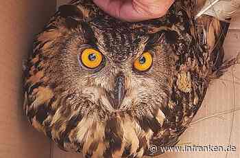Bamberg: Polizei rettet verletzten Uhu von den Gleisen - Vogel saß zwischen Oberhaid und Staffelbach