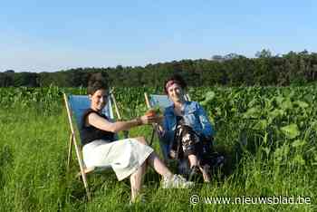 Graanbar verrijst tussen de maïs en zonnebloemen