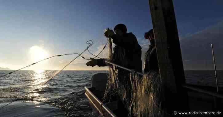Bodenseefischer mit stabiler Fangmenge im Jahr 2020