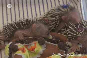 Veel gewonde egels in opvangcentrum: het gevaar van robotmaaiers