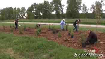 Calgary volunteers ‘really make a difference’ with tree-planting project