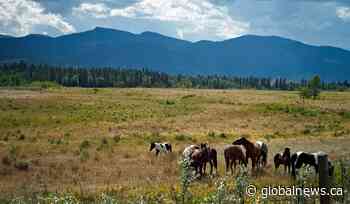 Study warns Alberta has failed to consider damage to foothills from coal mining