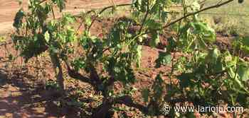 Las recomendaciones a los agricultores tras la tormenta - La Rioja