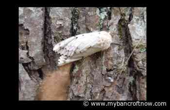 Hastings County considering support for robust gypsy moth surveillance this fall