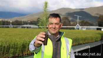 Record-breaking tree planting marks start of industry's fire recovery
