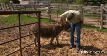 Long-standing shortage creates strain on rural Alberta veterinarians
