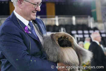 Prime Peke! Wasabi the Pekingese wins Westminster dog show – Sicamous Eagle Valley News - Eagle Valley News