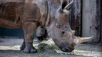 Florida Zoo Announces Birth of Southern White Rhino