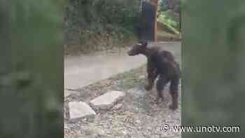 VIDEO: Captan a oso negro desnutrido merodeando en Santiago, Nuevo León - Uno TV Noticias