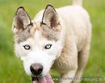 Die ersten „Lockdown-Tiere“ schon im Tierheim von Neunkirchen abgegeben - Saarbrücker Zeitung