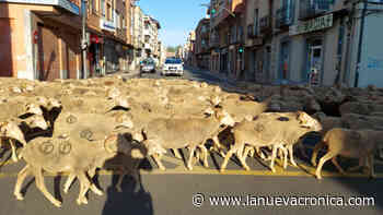 Un rebaño trashumante atraviesa San Andrés Estaba compuesto por 1.500 ovejas y cabras que se dirigen - La Nueva Cronica