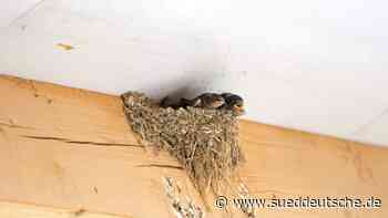 Nistplätze der Schwalben - Süddeutsche Zeitung