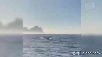 Baleias são vistas nas praias do Leme e Recreio, Rio - G1