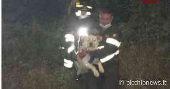 Matelica, un cane resta intrappolato tra gli arbusti: lo liberano i vigili del fuoco - Picchio News