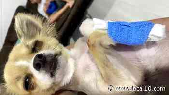 Perrito chihuahua resulta gravemente herido durante visita al peluquero - WPLG Local 10