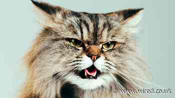 Is my cat happy? This app predicts feline moods