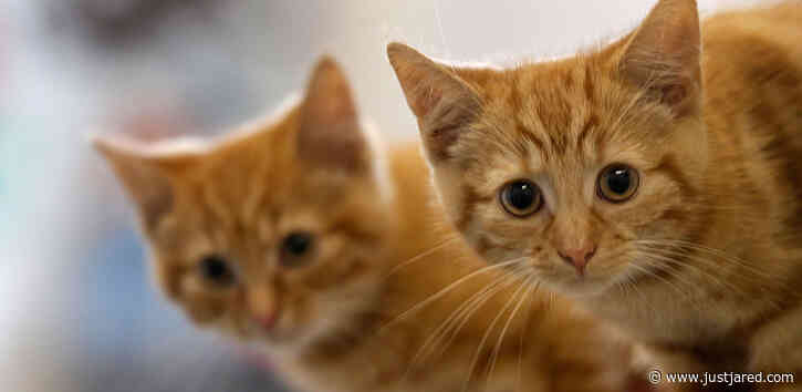 Philadelphia Contractor Saves 16 Cats Stuck in Walls of Abandoned House