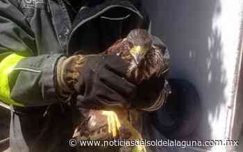 Bomberos rescatan águila en Torreón - Noticias del Sol de la Laguna