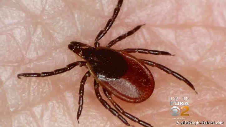 Following A Mild Winter, The Threat Of Ticks Has Increased This Summer