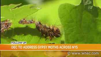 Good Question Follow: State to address questions on gypsy moths