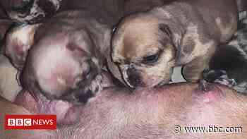 Northampton bulldog puppy house burglar punches boy in face - BBC News