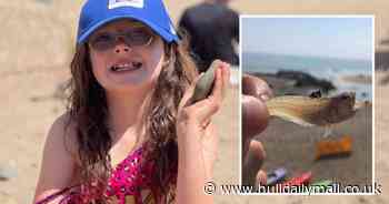 Hull girl 'screams for an hour' after she's stung by venomous fish while paddling at Hornsea beach - Hull Live