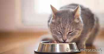 Cat food sold at Pets At Home and Sainsbury's recalled over safety concerns