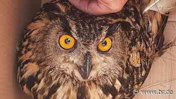 Bundespolizei Bamberg rettet verletzten Uhu aus Bahngleisen - BR24