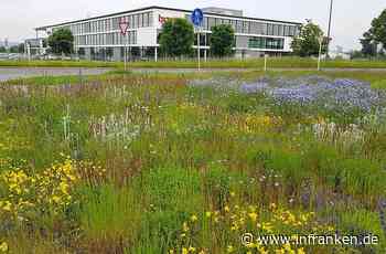 Bamberg: Ausgleichsfläche am Berliner Ring wird zum Blütenparadies - inFranken.de