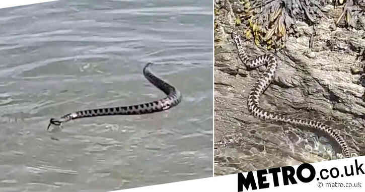 Friends spot venomous adder swimming in the sea during beach day in Wales
