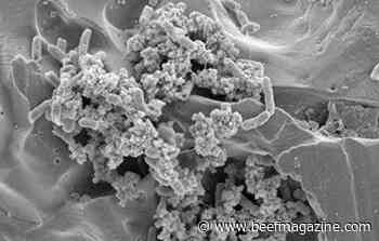 Good bacteria could help fight pathogens in food processing