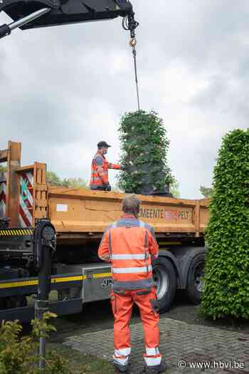 Lommelse bloemen voor Peltse straten (Lommel) - Het Belang van Limburg Mobile - Het Belang van Limburg