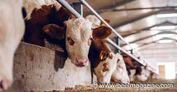 Feeder cattle: A marketing opportunity?