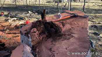 Illegal firewood collectors destroy ancient river red gum in Victorian state forest - ABC News