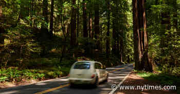 The Quiet Strength of an Old-Growth Forest - The New York Times