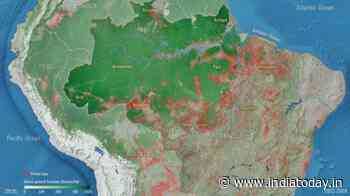 Amazon on the brink: Forest degradation driving carbon loss in the Brazilian rainforest - India Today