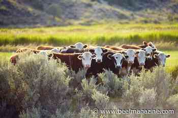 Substantial cattle price volatility