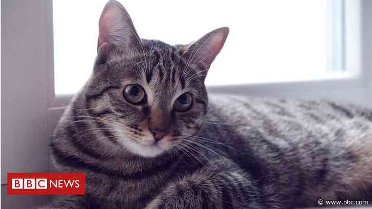 Shops recall pet food linked to rare cat disease - BBC News