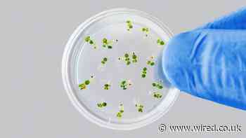 The UK’s big GMO food plan might not be that big - Wired.co.uk