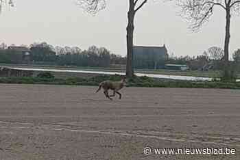 ‘Wolf van Kalmthout’ komt uit Duitse roedel