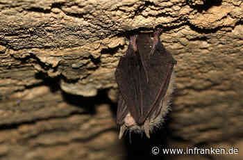 Viereth-Trunstadt: Familienfreundlicher Fledermausweg eröffnet im Maintal
