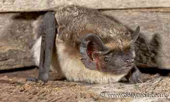 Bats in Switzerland harbour viruses from 39 different families