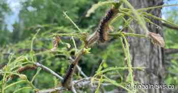 Outbreak of gypsy moth caterpillars ravaging trees in Ontario and there could be record damage